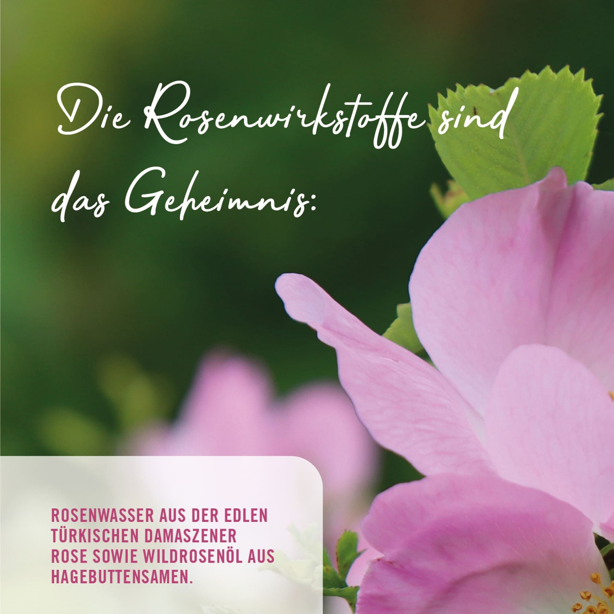 Die Rosenwirkstoffe sind das Geheimnis