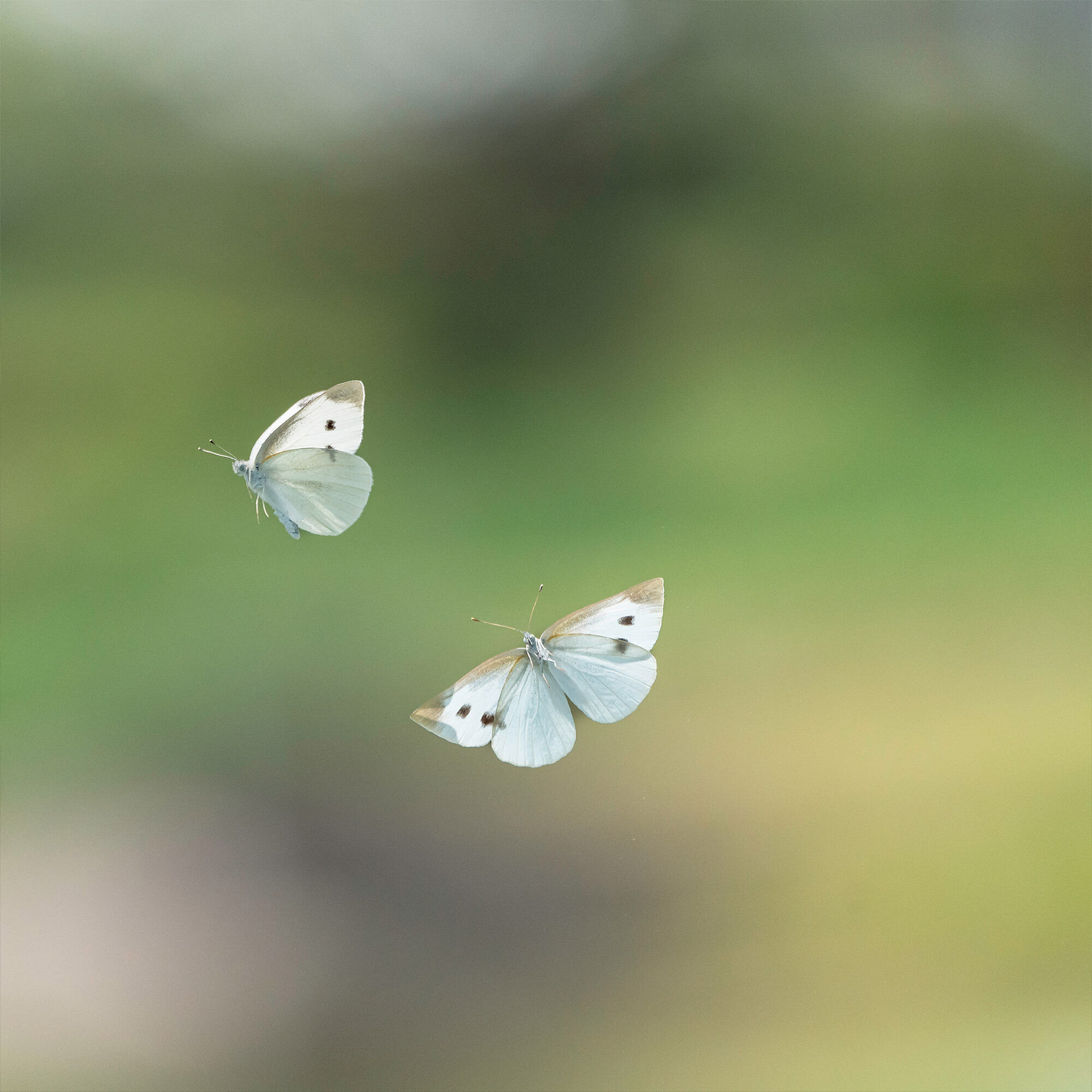 Schmetterlinge flattern durch die Natur