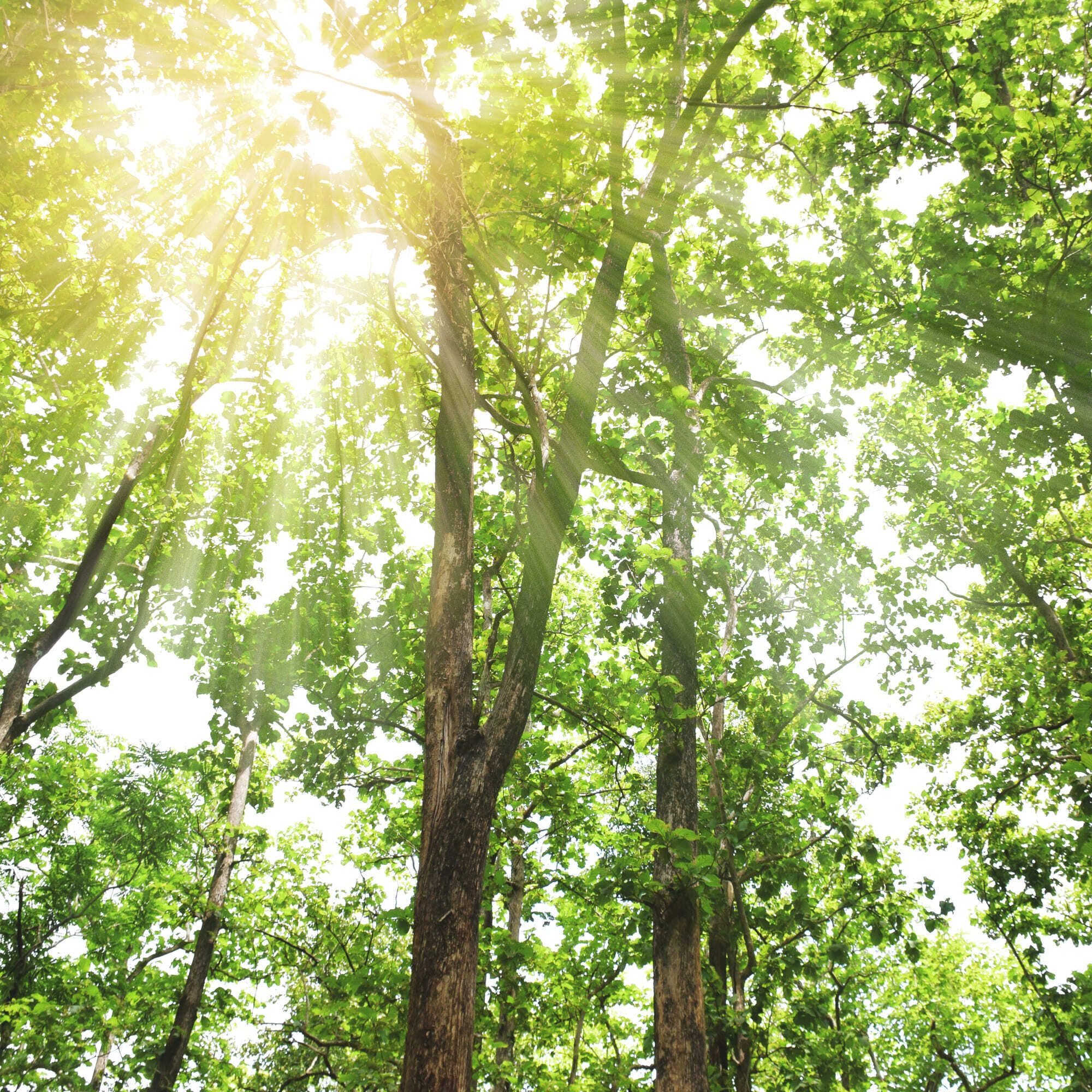 Sonnenlicht flutet auf eine Waldlichtung