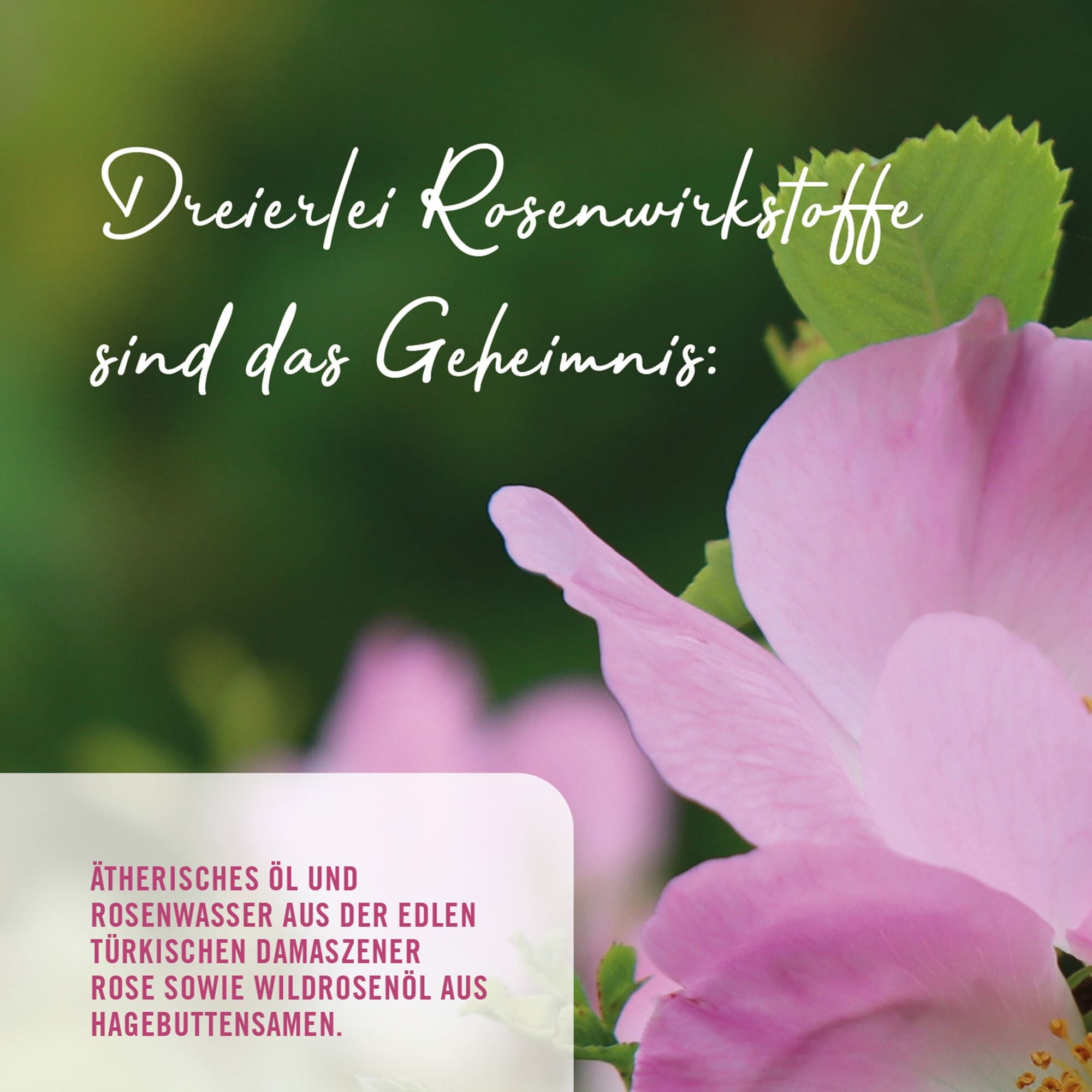 Dreierlei Rosenwirkstoffe sind das Geheimnis