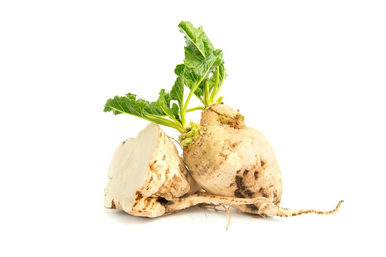 Zuckerrübe