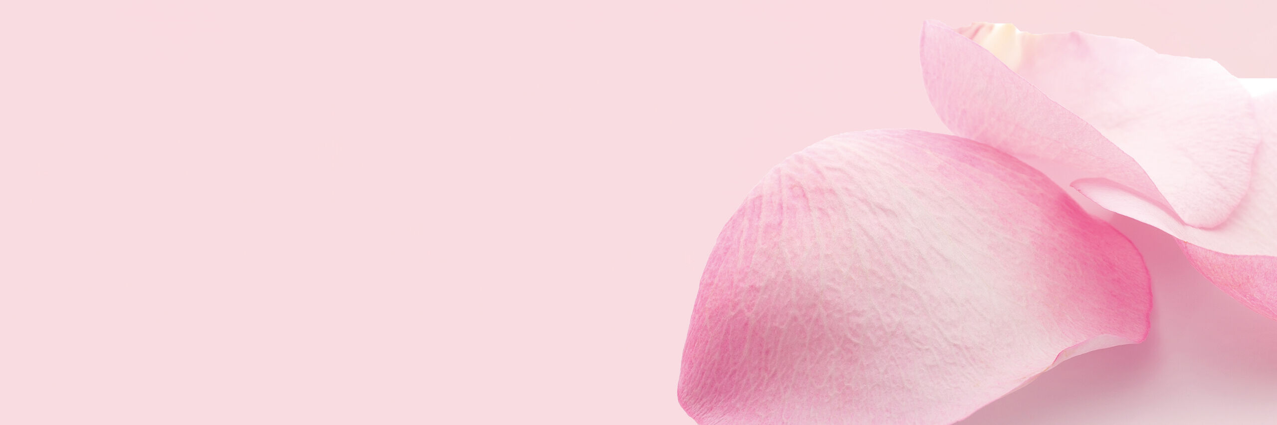 verstreute Rosenblätter
