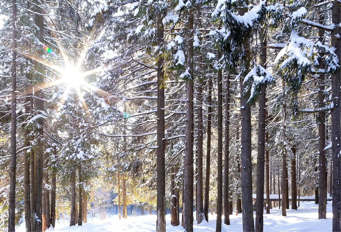 Tannen in Schneelandschaft