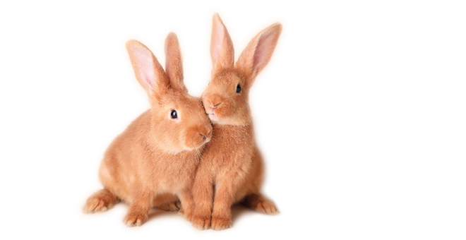 Niedliche Kaninchen kuscheln sich aneinander