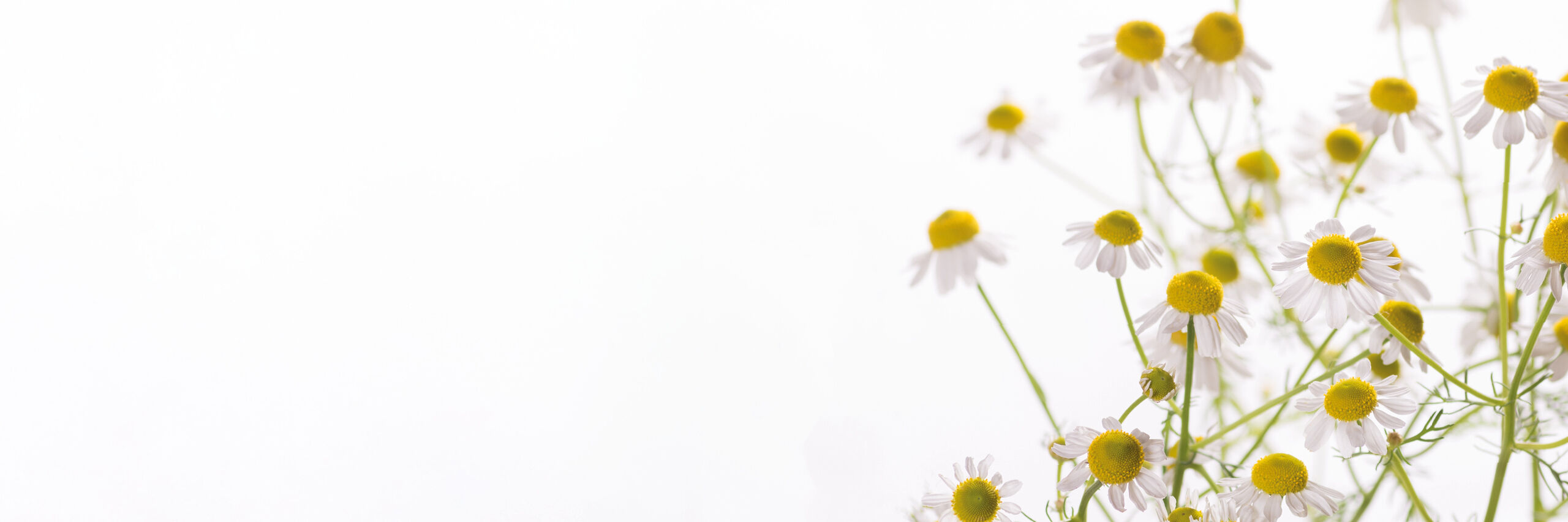 Kamillenbllüten