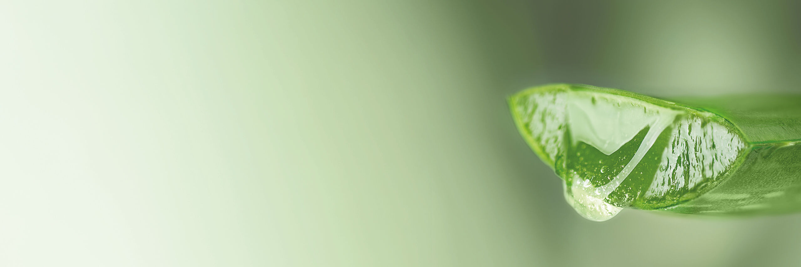 Aloe Vera Pflanze
