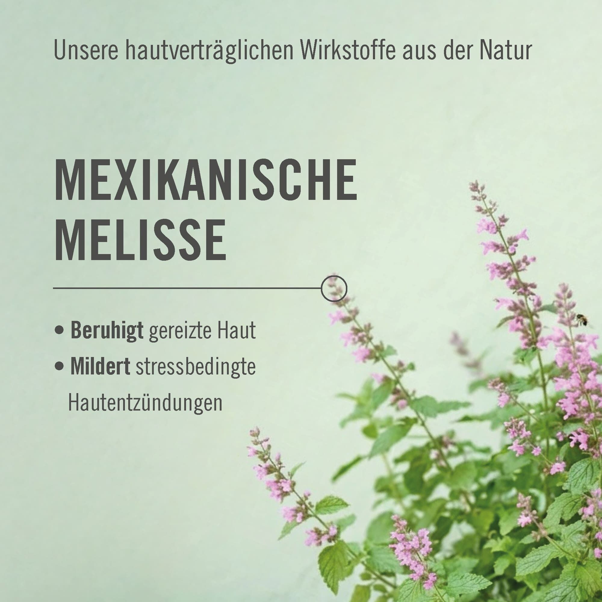 ARYA LAYA Wirkstoff Mexikanische Minze
