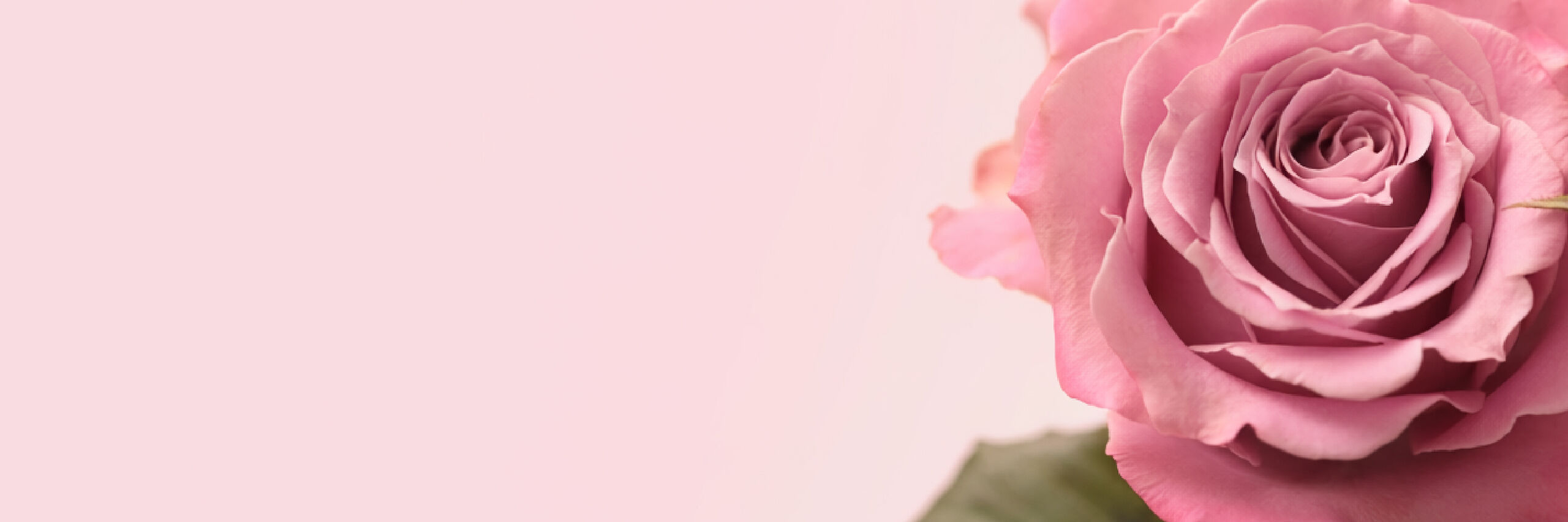 blühende Rosen